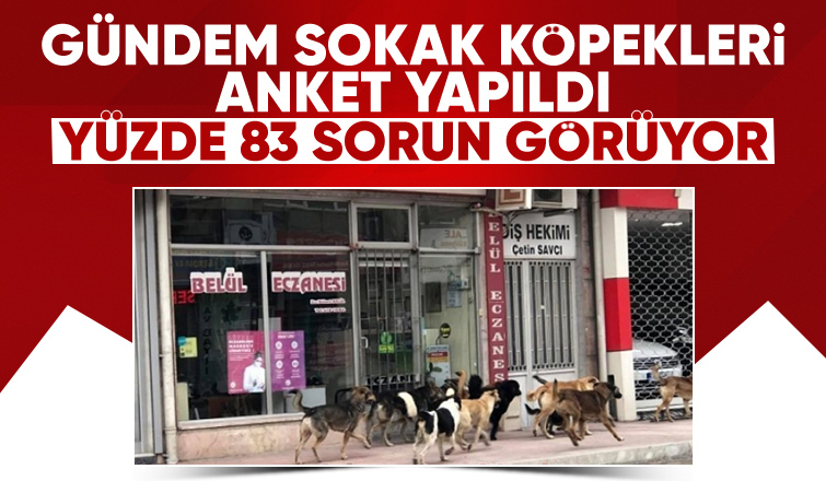 İletişim Başkanlığından sokak köpekleri kamuoyu araştırması