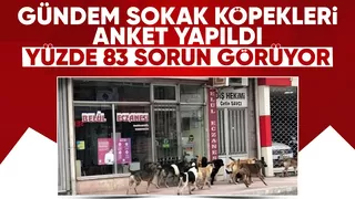 İletişim Başkanlığından sokak köpekleri kamuoyu araştırması