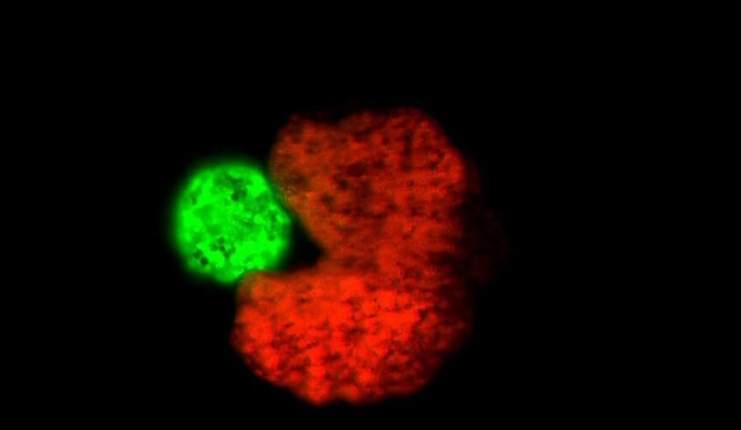 İlk canlı, kendi kendine üreyebilen robot geliştirildi