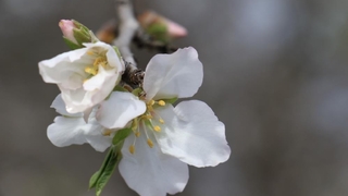 İlk Cemre havaya düştü