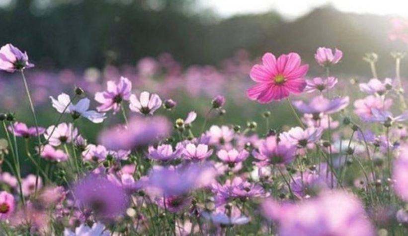 İlk cemre ne zaman düşecek?