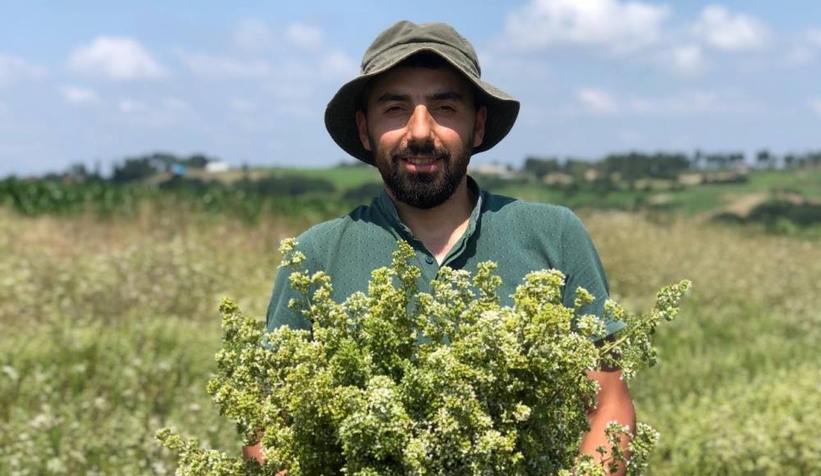 İlk kez dikilen İstanbul kekiğinin hasadı yapıldı