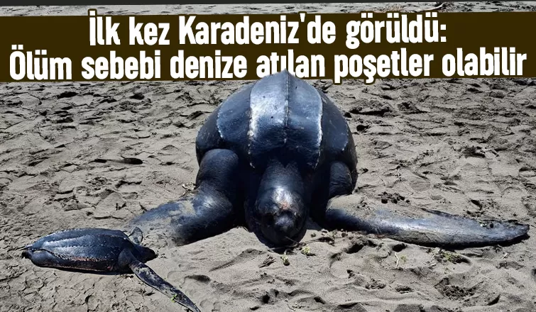 İlk kez Karadeniz'de görüldü: Ölüm sebebi denize atılan poşetler olabilir