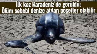 İlk kez Karadeniz'de görüldü: Ölüm sebebi denize atılan poşetler olabilir