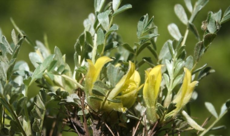 İlk kez keşfedildi