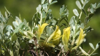 İlk kez keşfedildi