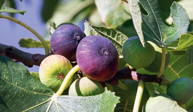 İncir ağacından düşüp öldü