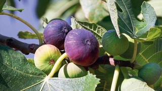 İncir ağacından düşüp öldü