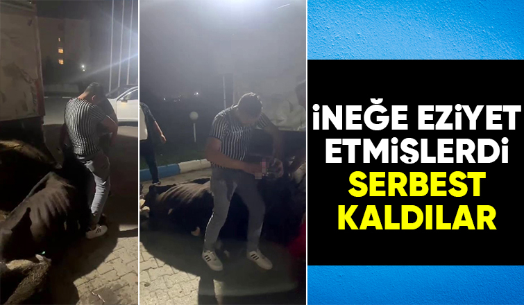 İneğe eziyet olayında şüpheliler serbest