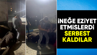 İneğe eziyet olayında şüpheliler serbest