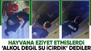 İneğe eziyette yeni gelişme: Alkol değil su içirdik savunması