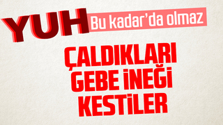 İneği parçalayıp etlerini çaldılar