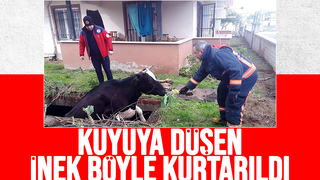İnek kuyuya düştü
