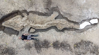 İngiltere'de dev deniz ejderhası fosili bulundu