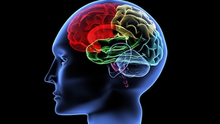 İnsan beyni 3 bin yıl öncesine göre küçüldü