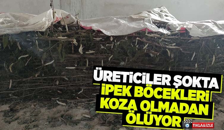 İpek böcekleri koza olamadan öldüler, kooperatifi suçladı