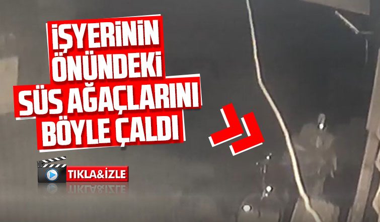 İş yerinin önündeki süs ağaçlarını böyle çaldı