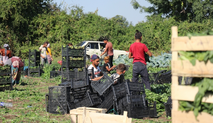 Ispanak hasadı buruk başladı