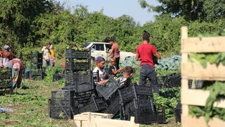 Ispanak hasadı buruk başladı