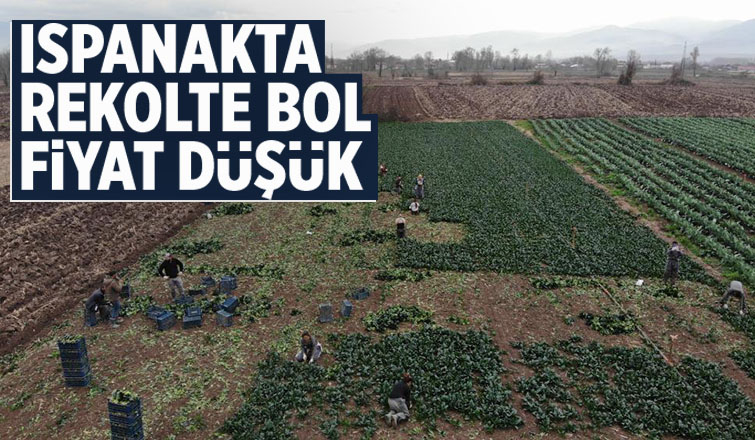Ispanakta rekolte bol, fiyat düşük