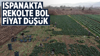 Ispanakta rekolte bol, fiyat düşük