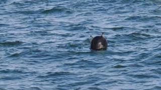 İstanbul Boğazı’nda ikinci kez mayın alarmı