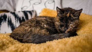 İşte dünyanın en yaşlı kedisi! Guinness Rekorlar Kitabı’na girdi