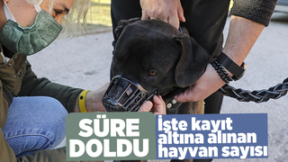 İşte kayıt altına alınan hayvan sayısı