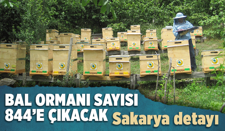 İşte Sakarya'daki bal ormanı sayısı