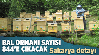 İşte Sakarya'daki bal ormanı sayısı