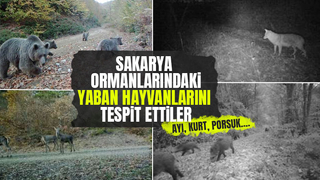 İşte Sakarya ormanlarındaki yaban hayvanları