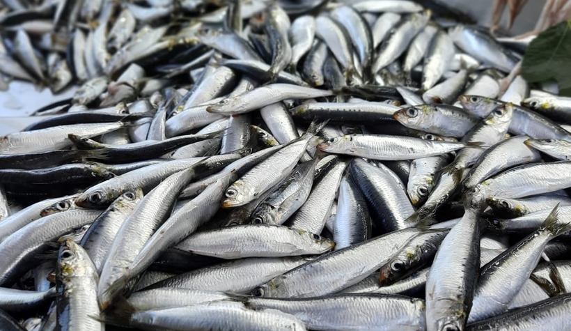 İşte sezonun ilk günü balık fiyatları