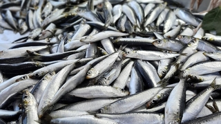 İşte sezonun ilk günü balık fiyatları