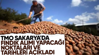 İşte TMO'nun Sakarya'da fındık alımı yapacağı noktalar