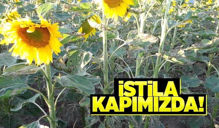 İstila Kapımızda!