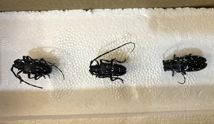 İstilacı turunçgil uzun antenli böceğine dikkat