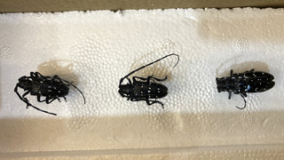 İstilacı turunçgil uzun antenli böceğine dikkat