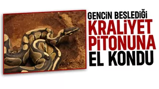 İşyerinde yapılan aramada piton bulundu