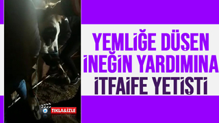 İtfaiyeden inek kurtarma operasyonu