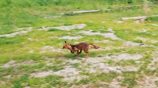 İyileşip özgürlüğe koştular