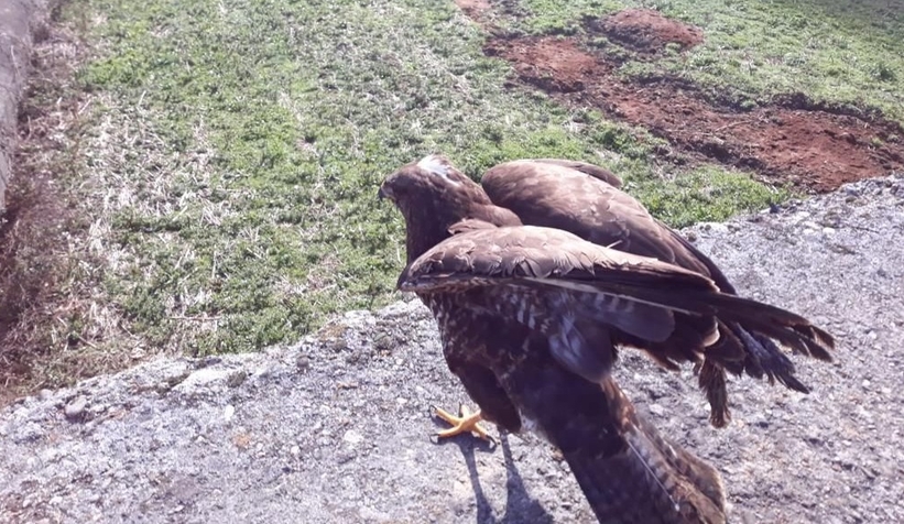 İyileşip özgürlüğüne kavuştu