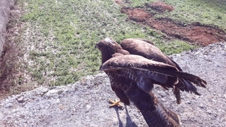 İyileşip özgürlüğüne kavuştu