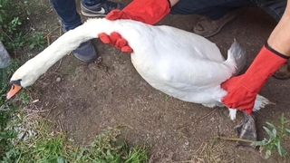 İzinsiz hayvan bulunduran adama ceza yağdı