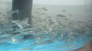 İzmit Körfezi'ne 5 bin balık daha salınacak
