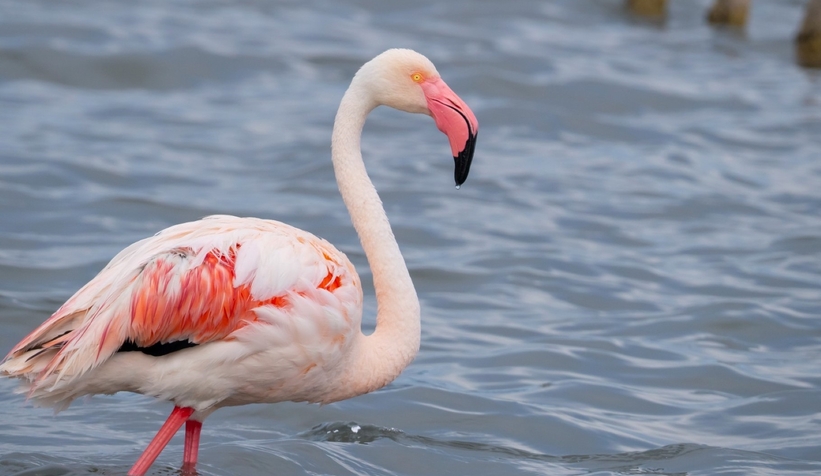 İzmit Körfezi'nin sevimli misafirleri
