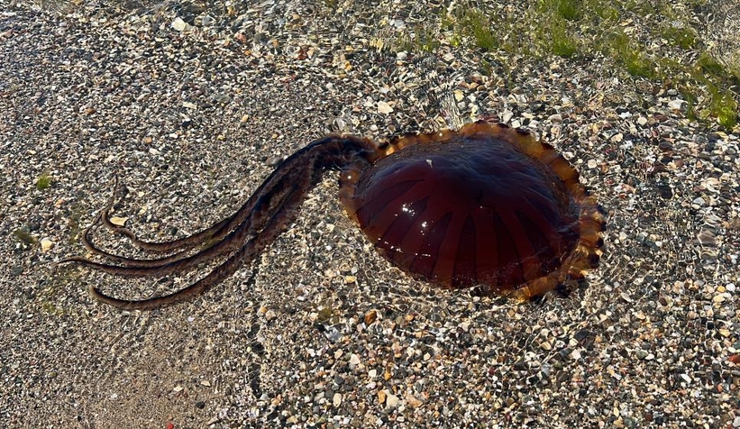 İzmit Körfezi’nde zehirli denizanası görüldü