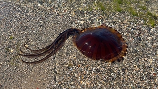 İzmit Körfezi’nde zehirli denizanası görüldü