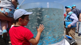 İzmit Körfezi’ne 6 bin balık daha bırakıldı 