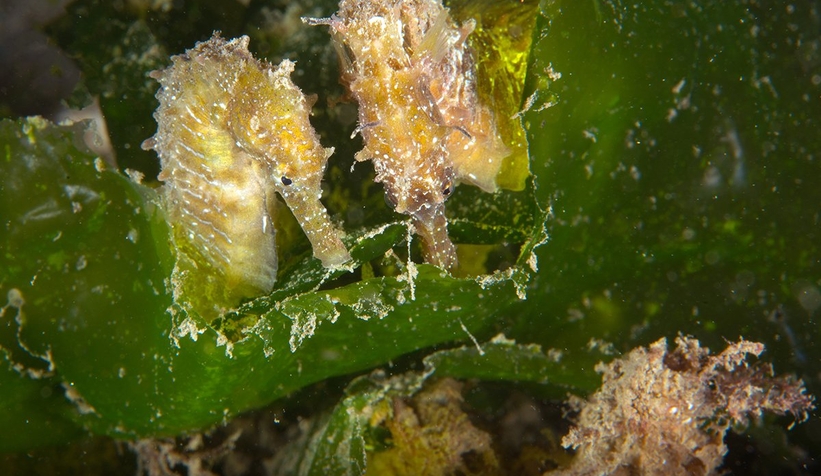 İzmit Körfezi’nin derinliklerinde denizatları görüntülendi