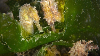 İzmit Körfezi’nin derinliklerinde denizatları görüntülendi